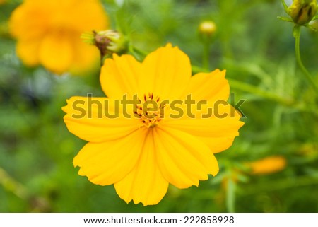 Close up C.sulphureus Cav. or Sulfur Cosmos or Yellow Cosmos flower with bee in the garden