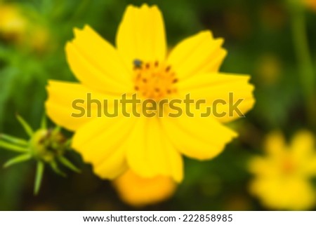 Close up C.sulphureus Cav. or Sulfur Cosmos or Yellow Cosmos flower with bee in the garden