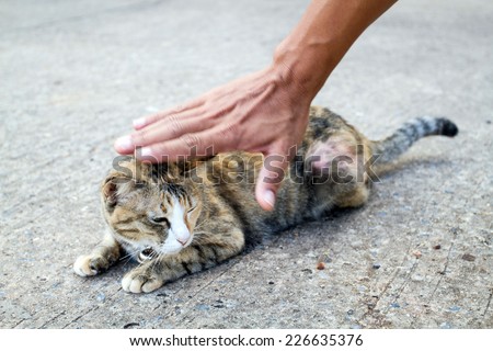 Hand of person stroking head of cute cat and patting a happy cat