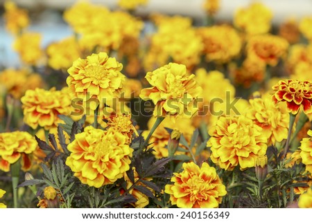 close up french marigold flower on field of flowers