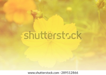 Vintage and blurry of  C.sulphureus Cav. or Sulfur Cosmos or Yellow Cosmos flower with bee in the garden