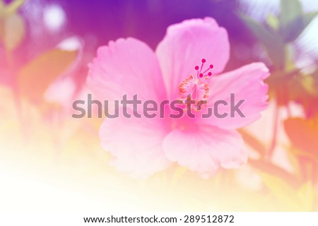 vintage and blurry of Hibiscus flower or Hibiscus syriacus L and Queen of Tropic Flower