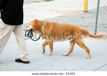 A dog out walking his human.