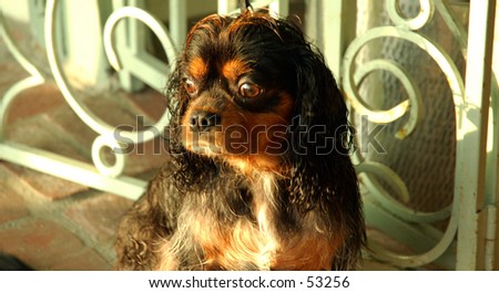 Small dog having a really bad hairday