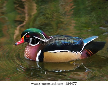 American Wood Duck - Aix sponsa \
\
Male American Wood Duck in a pond