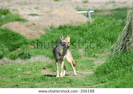 Desert Coyote photographed on a Las Vegas Nevada golf course, part of the Urban Wildlife Collection