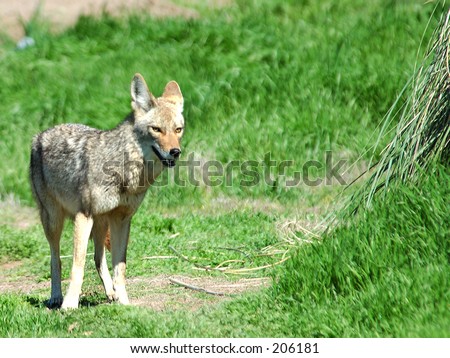 Desert Coyote photographed on a Las Vegas Nevada golf course, part of the Urban Wildlife Collection