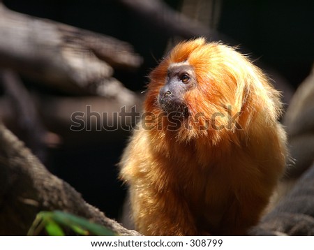 Beautiful little Golden Lion Tamarin an Endangered species. Today more of these little guys survive in zoos then in the Wild