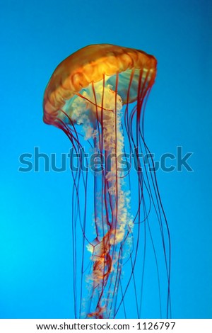 Sea Nettle -Chrysaora fuscescens Can grow to more the 3\' in diamater with mouth arms up to 15 feet long Common to coastal waters off Alaska to California, Japan, Kamchatka, the Aleutian Islands