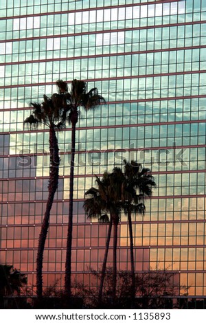 Palm trees and a Harbor sunset reflected in te side of a modern office highrisesunset