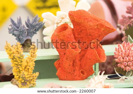 Display of several different types of coral heads  at a flea market shell vendors booth