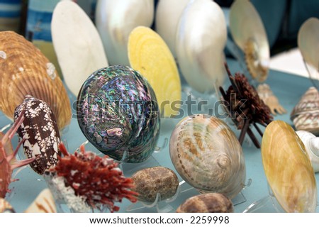 Display of several different types of sea shells  at a flea market shell vendors booth