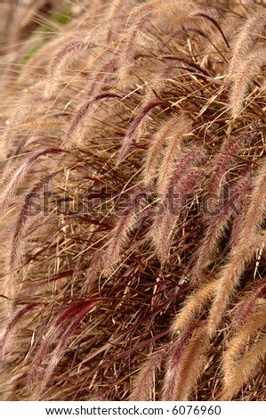 The Grass \'Purple Fountain Grass\', Pennisetum setaceum, is a fast growing, clump grass. It has purple foliage and purple foxtail-like flowers. This plant is only an annual in northern climates.
