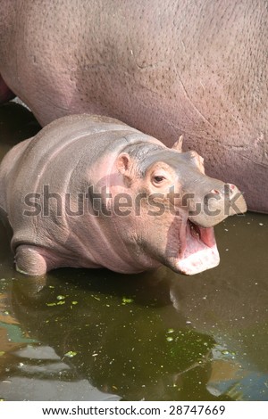 stock-photo-baby-hippo-28747669.jpg