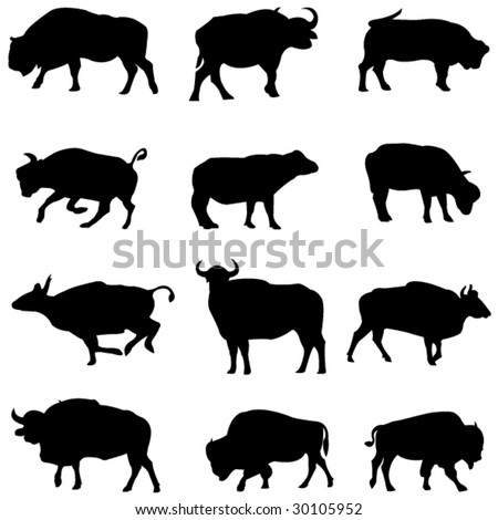 asian buffalo