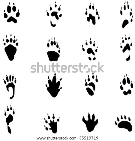 zebra footprint