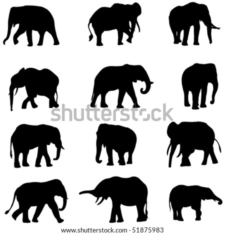 Pics Of Elephants Mating. mating elephants that