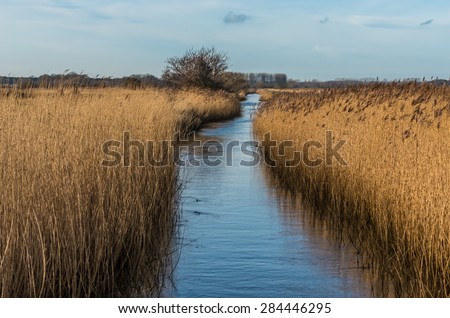 Water filled drainage dyke edged with Suffolk reeds under a blue sky in Minsmere nature reserve.