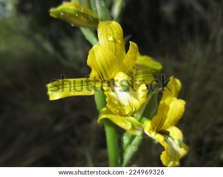 Yellow terrestrial orchid