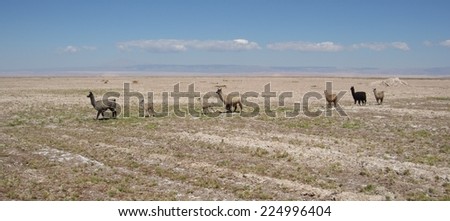 Farmers lamas