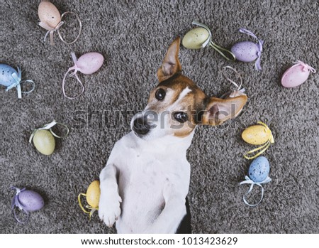 Adorable jack russell dog lying back on gray carpet with Easter painted eggs looking at camera Pet take selfie and Happy Easter eggs Hunt greeting card concept, top view