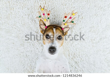 Funny and cute jack russell terrier dog in Christmas gold deer horns on white carpet looking at camera. New year and Xmas greeting card concept, above view, copy space