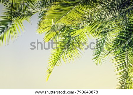 Beautiful Toned sunlight Palm leaves background with copy space Holy Week Easter concept Long weekend spring break