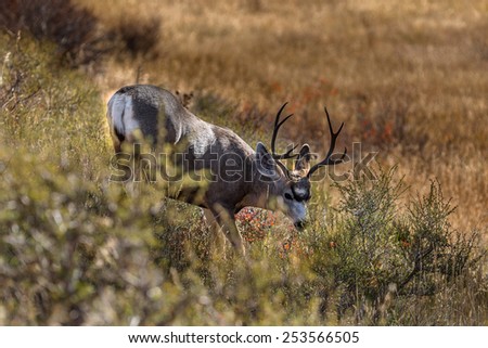 Lone Buck in fall rut against orange and yellow field in Grand Tetons National Park.