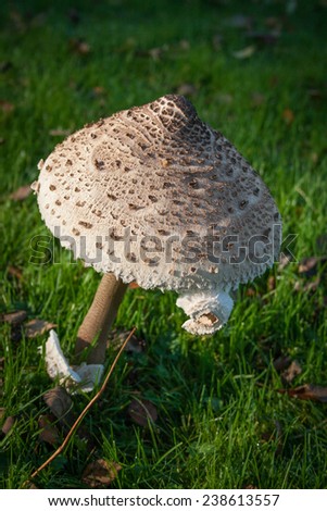 A close up shot of a huge mushroom in a castle grounds.
