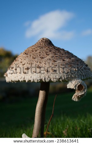 A close up shot of a huge mushroom in a castle grounds.
