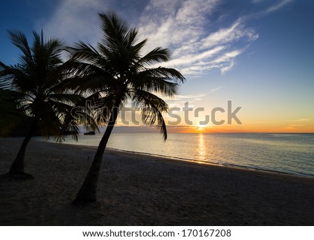 Palm black outline during sunset on the beach Palm black outline during sunset on the beach