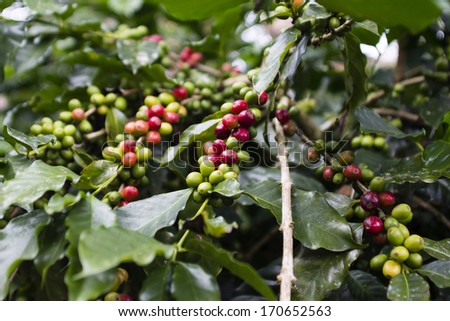 Branch of a coffee tree with ripe fruits