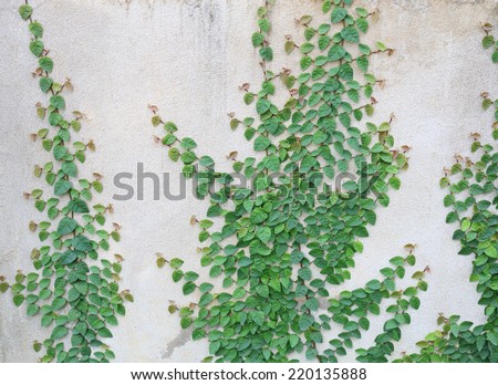 The Green creeper plant on a old wall