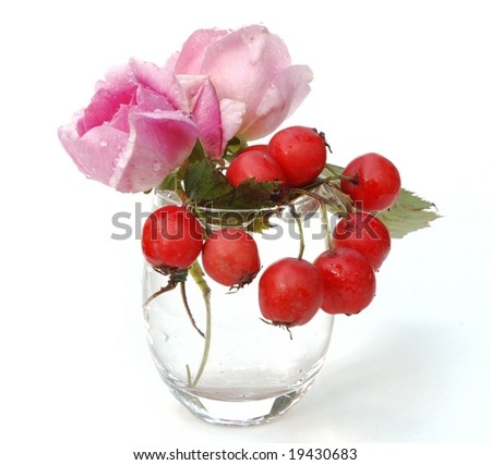 Two pink roses and red haw berries in glass isolated on white