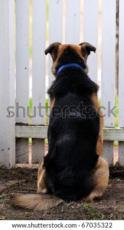 Lonely dog behind a fence