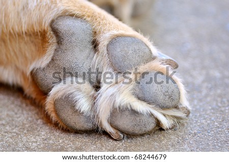 Resting dog's paw close up