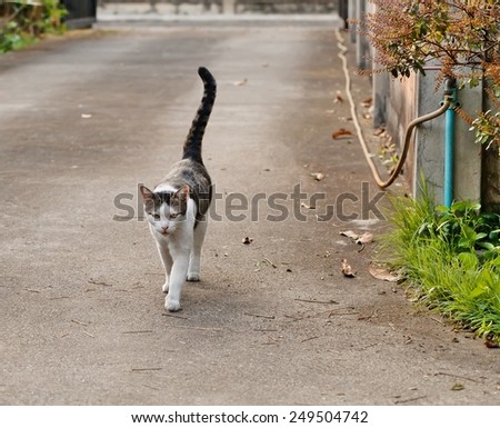 cat walk