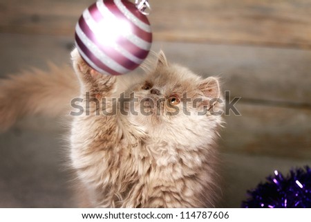 playful cat with hanging ball