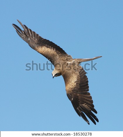 australian eagle soaring