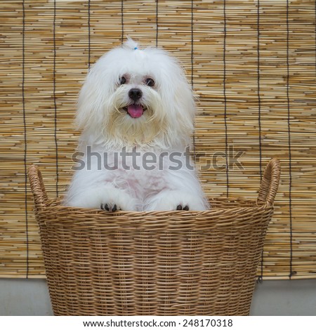 Shih tzu puppy breed tiny dog in basket with japan mat background