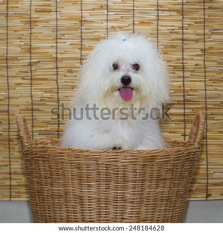Shih tzu puppy breed tiny dog in basket with japan mat background