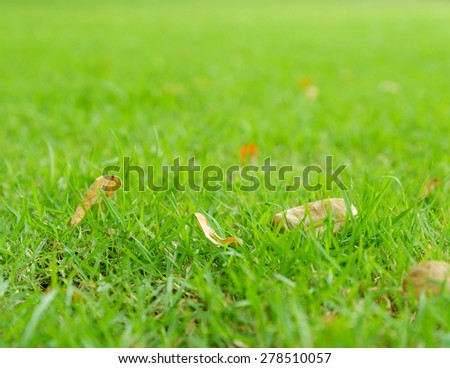 Dry leaf falls on grass yard