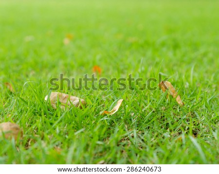 Dry leaf falls on grass yard