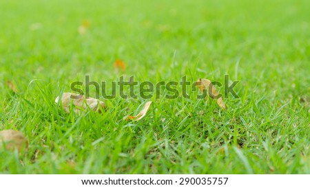 Dry leaf falls on grass yard