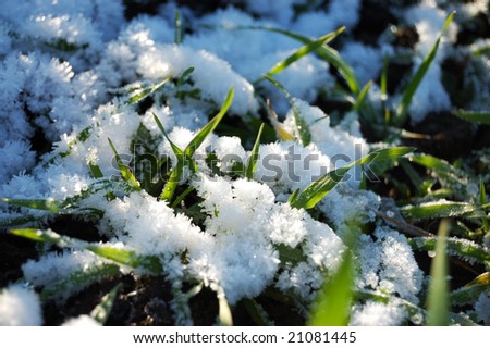 Green winter grain crops under snow
