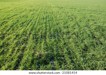 Green filed of winter grain crops