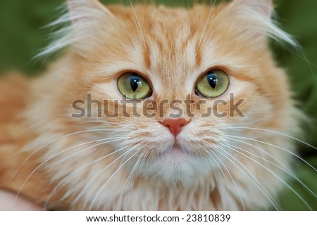 Red cat with green eyes on green background