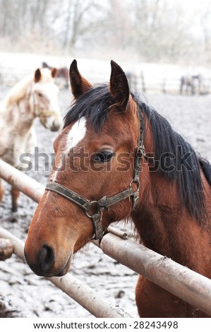 Bay horse in outdoor enclosure under light snow