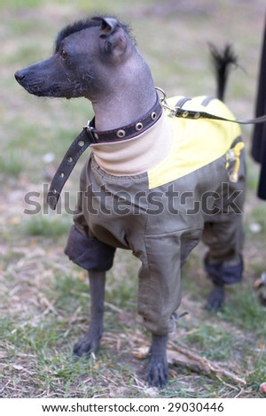 Mexican naked dog (xoloitzcuintle) in funny dog clothes