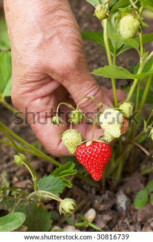 Woman hand picking first ripe strawberry